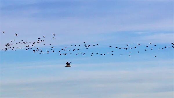 清晨松花江涌“鸟浪”千羽，一江春水律动冰城春日