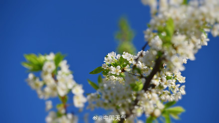北京李花满树花开如雪
