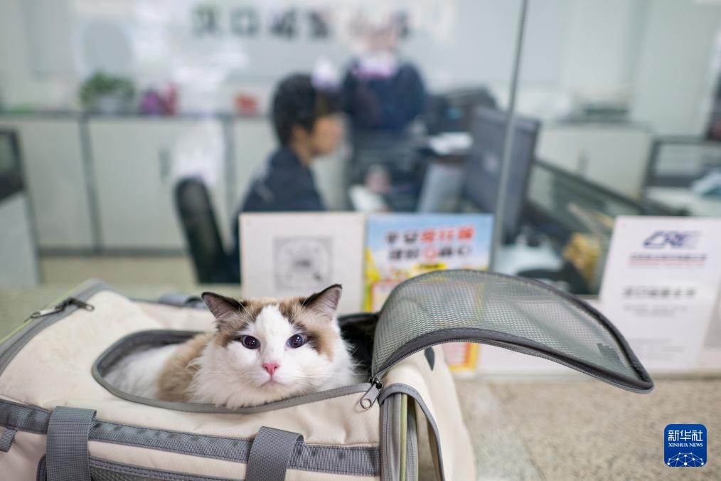 “爱宠行”服务护航萌宠旅途 “爱宠行”服务护航萌宠旅途