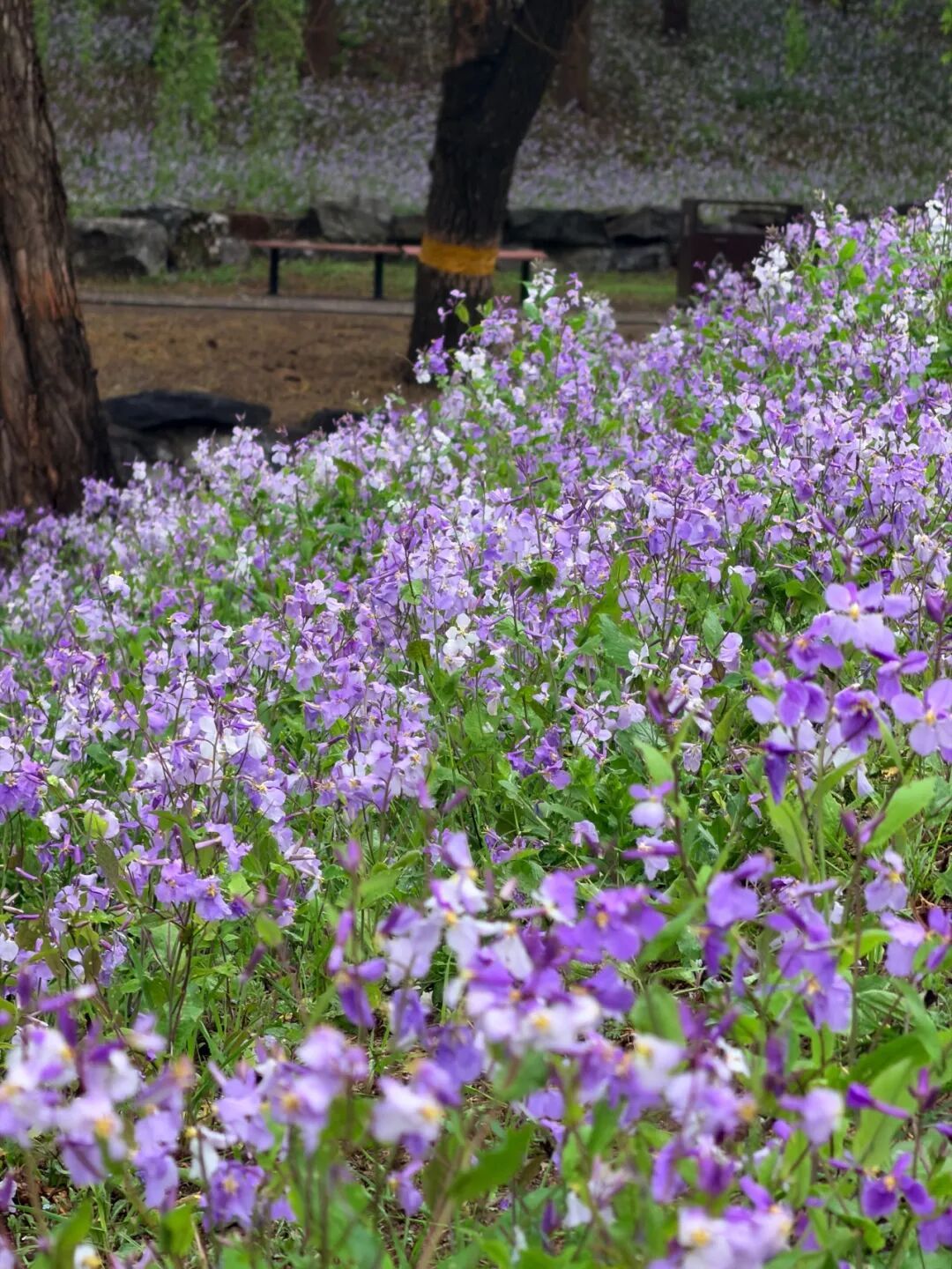 寻花神、赏花韵！圆明园踏青节开幕，推荐路线——