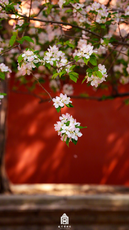 故宫一树海棠一墙光影好出片