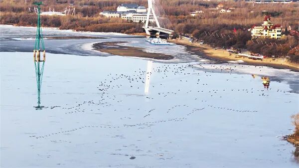 清晨松花江涌“鸟浪”千羽，一江春水律动冰城春日