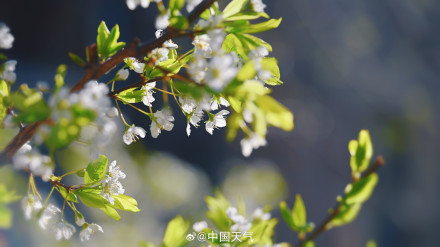 北京李花满树花开如雪