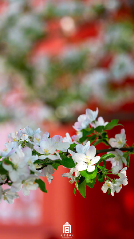 故宫一树海棠一墙光影好出片