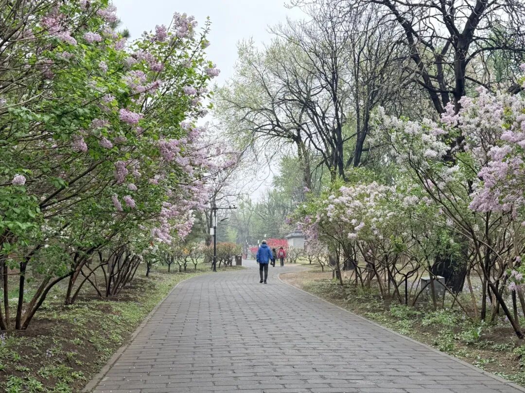 寻花神、赏花韵！圆明园踏青节开幕，推荐路线——