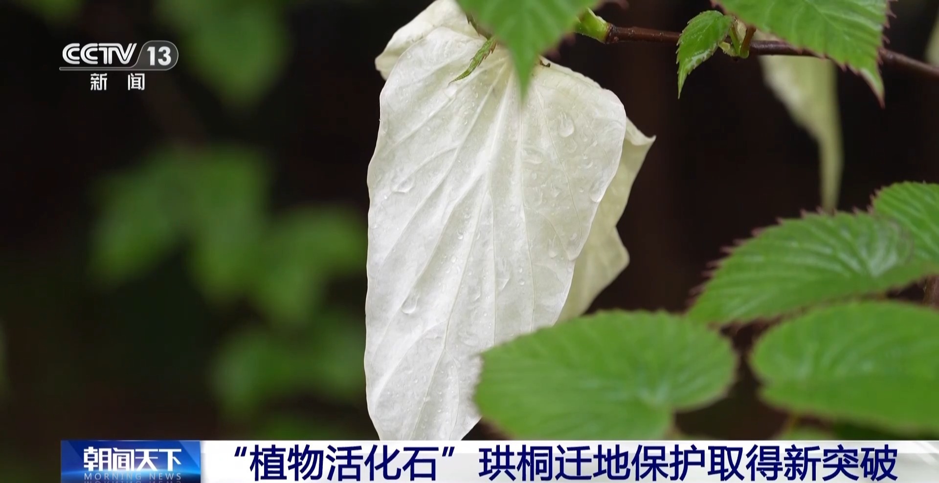 “植物活化石”珙桐迁地保护取得新突破