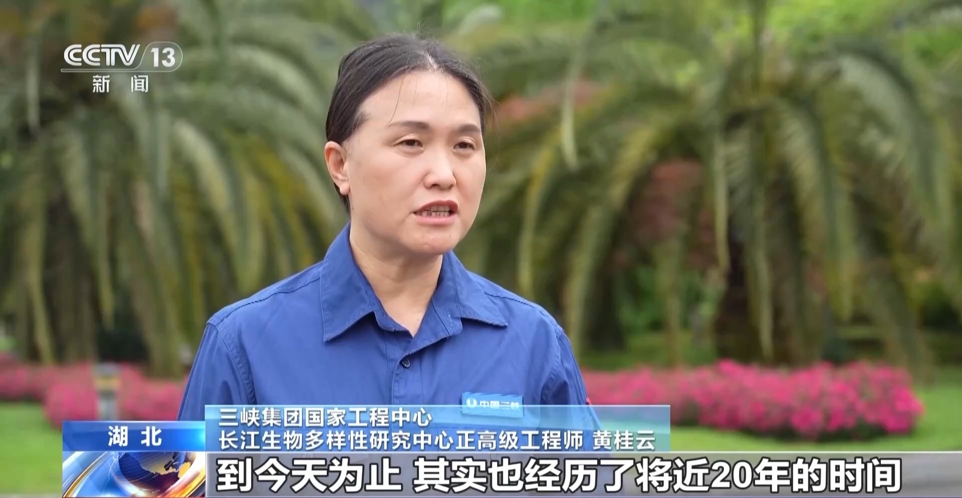 “植物活化石”珙桐迁地保护取得新突破