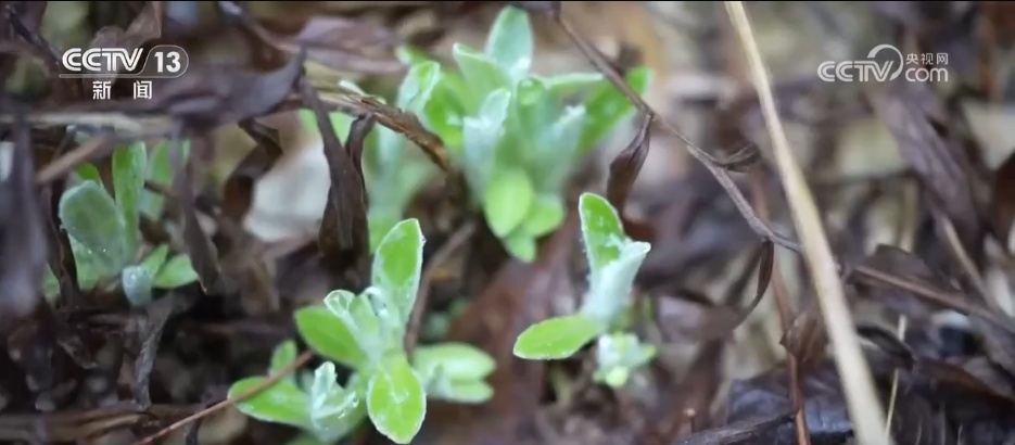 各地限定春鲜解锁“舌尖密码” “特色美食+文旅”延伸消费链条 各地限定春鲜解锁“舌尖密码” “特色美食+文旅”延伸消费链条
