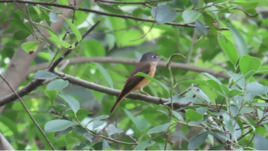 广州一小学生在海珠湿地参加观鸟比赛，结束后发现鸟类新成员，种类数量增至207种