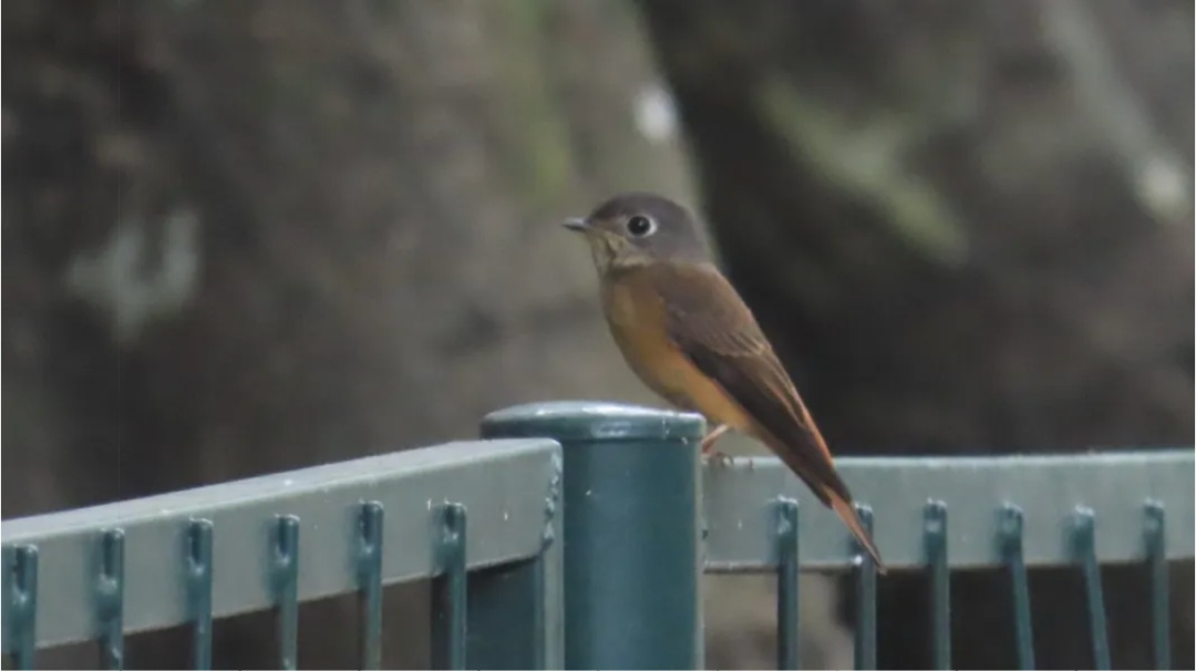 广州一小学生在海珠湿地参加观鸟比赛，结束后发现鸟类新成员，种类数量增至207种