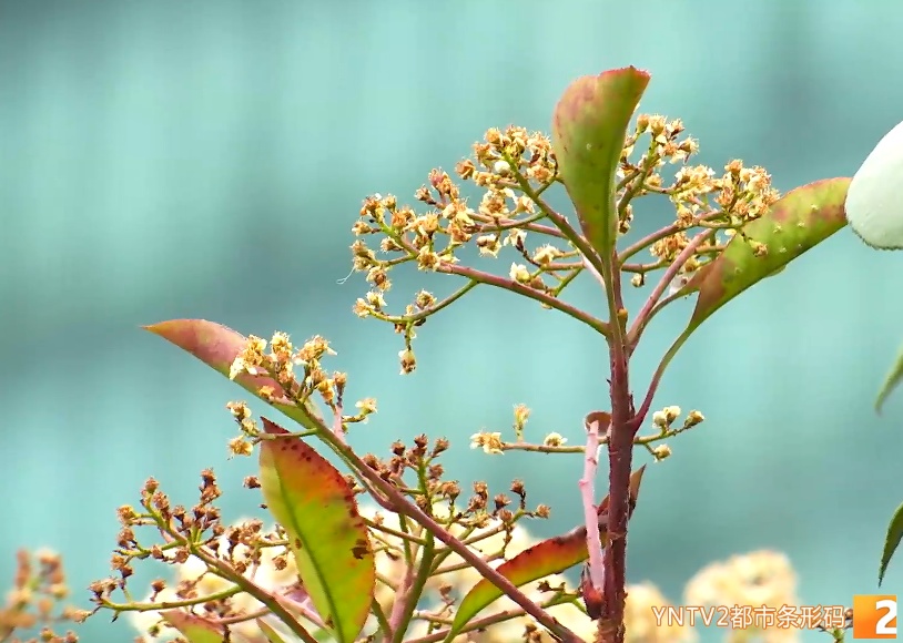 昆明春季鼻炎高发，低龄化趋势明显！医生提醒：科学防治是关键