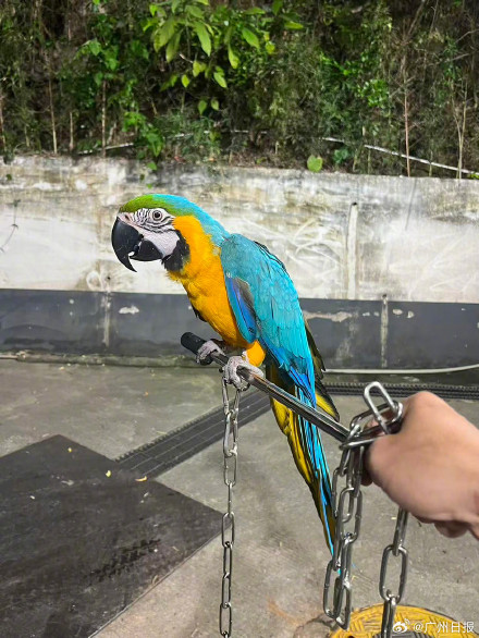 环卫工捡到金刚鹦鹉拒绝路人收购 环卫工捡到金刚鹦鹉拒绝路人收购