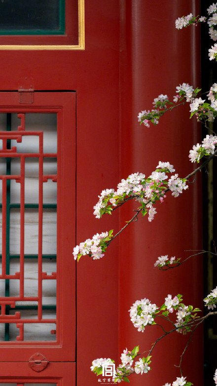 故宫一树海棠一墙光影好出片