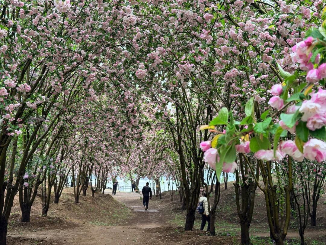 寻花神、赏花韵！圆明园踏青节开幕，推荐路线——