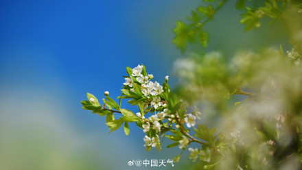 北京李花满树花开如雪