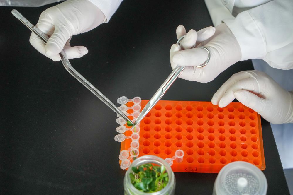 谁还没吃过寿光菜？它的 “种子家底” 太惊人