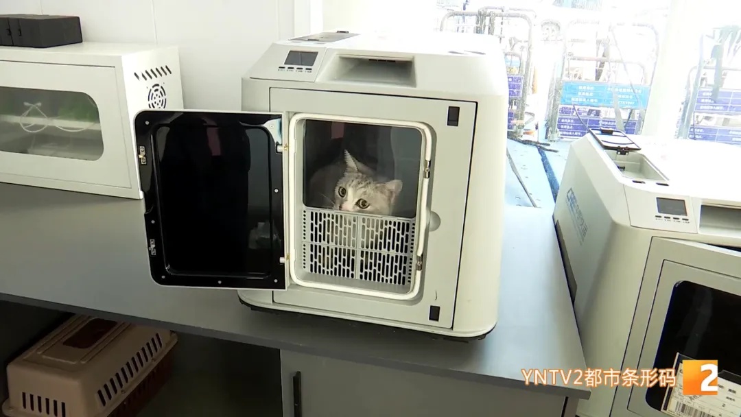 高铁“爱宠行”服务上线 昆明出发360元起！提前两天预约，方式有两种......