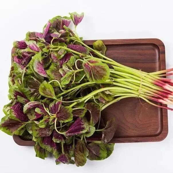 春日踏青，这些“野菜”千万别碰→