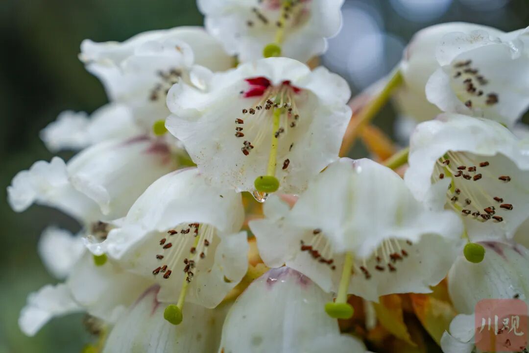 等了29年，首次开花，四川这两株花有多珍贵？