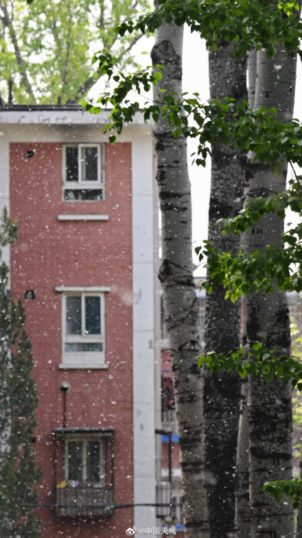 被杨柳絮支配的一天 被杨柳絮支配的一天