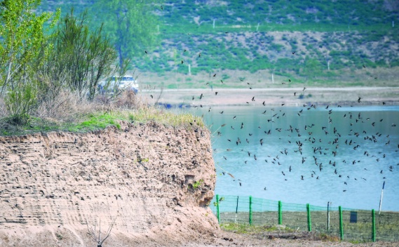 “老朋友”准时回来了！石家庄滹沱河迎来崖沙燕育雏季