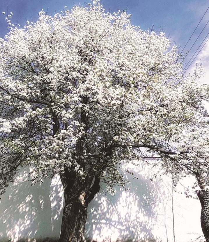 青海春日顶流！贵德梨花盛开，清清黄河美出圈