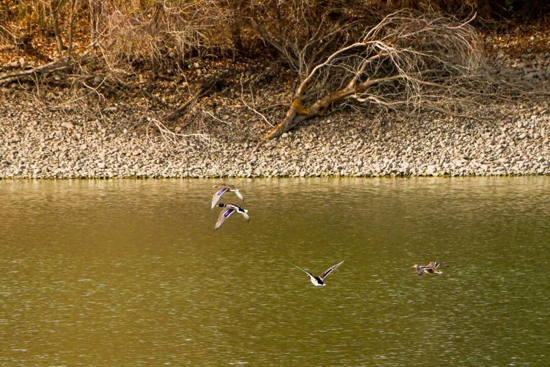 美翻了！哈密河湿地迎来“鸟类天团”