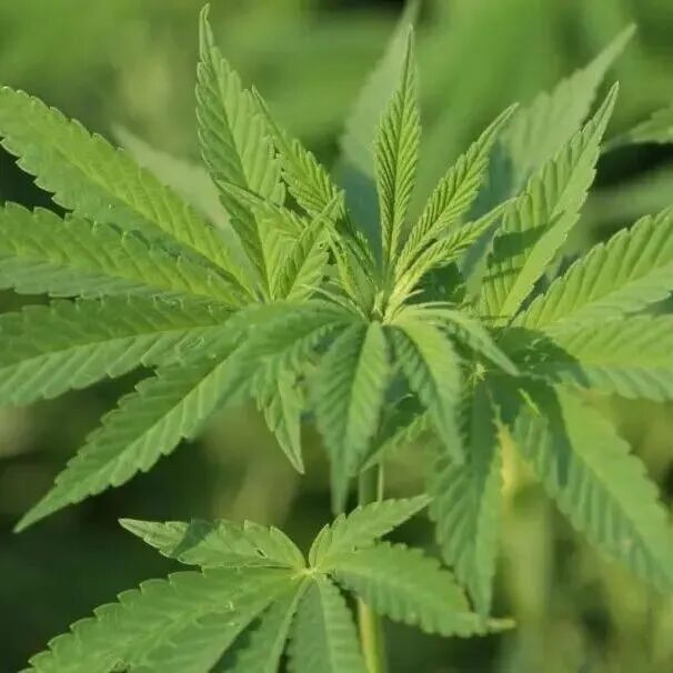 春日踏青，这些“野菜”千万别碰→