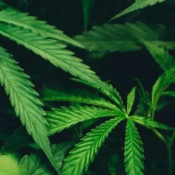 春日踏青，这些“野菜”千万别碰→