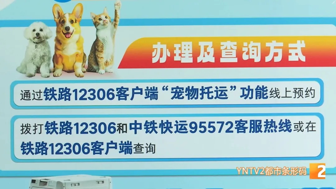 高铁“爱宠行”服务上线 昆明出发360元起！提前两天预约，方式有两种......