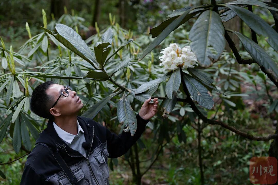 等了29年，首次开花，四川这两株花有多珍贵？
