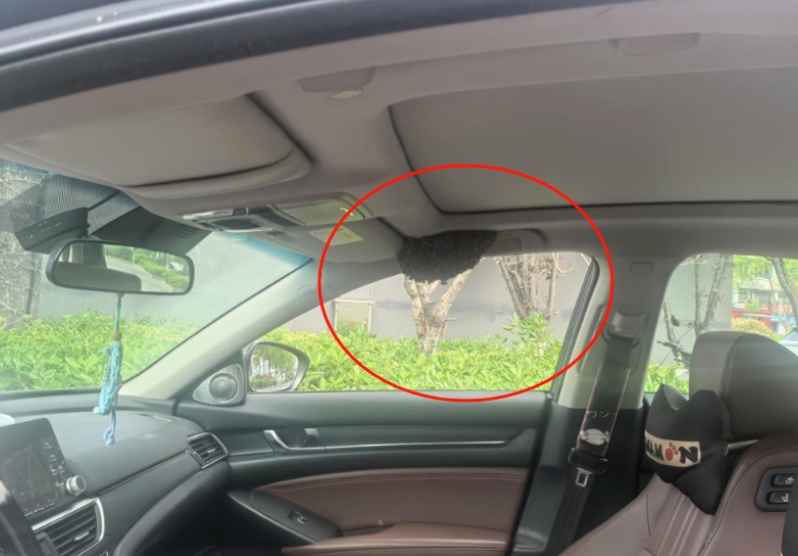 停车未关车窗十多分钟，浙江男子回来时傻眼：车内闯入数十只蜜蜂，正在筑巢