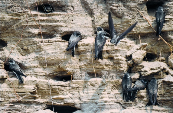 “老朋友”准时回来了！石家庄滹沱河迎来崖沙燕育雏季