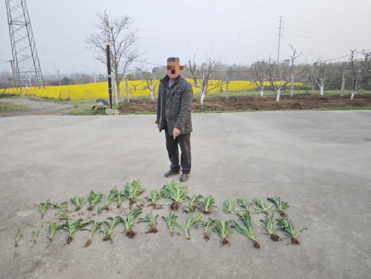 “提鲜？治病？喂鸡？”统统都是假的！