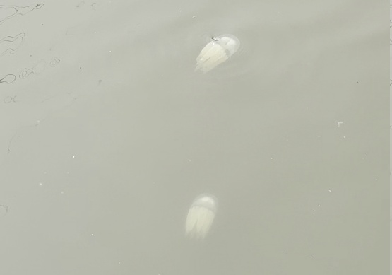 海口红城湖突现一群水母？官方回应→