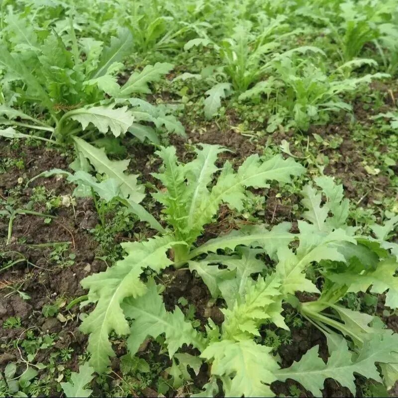 春日踏青，这些“野菜”千万别碰→
