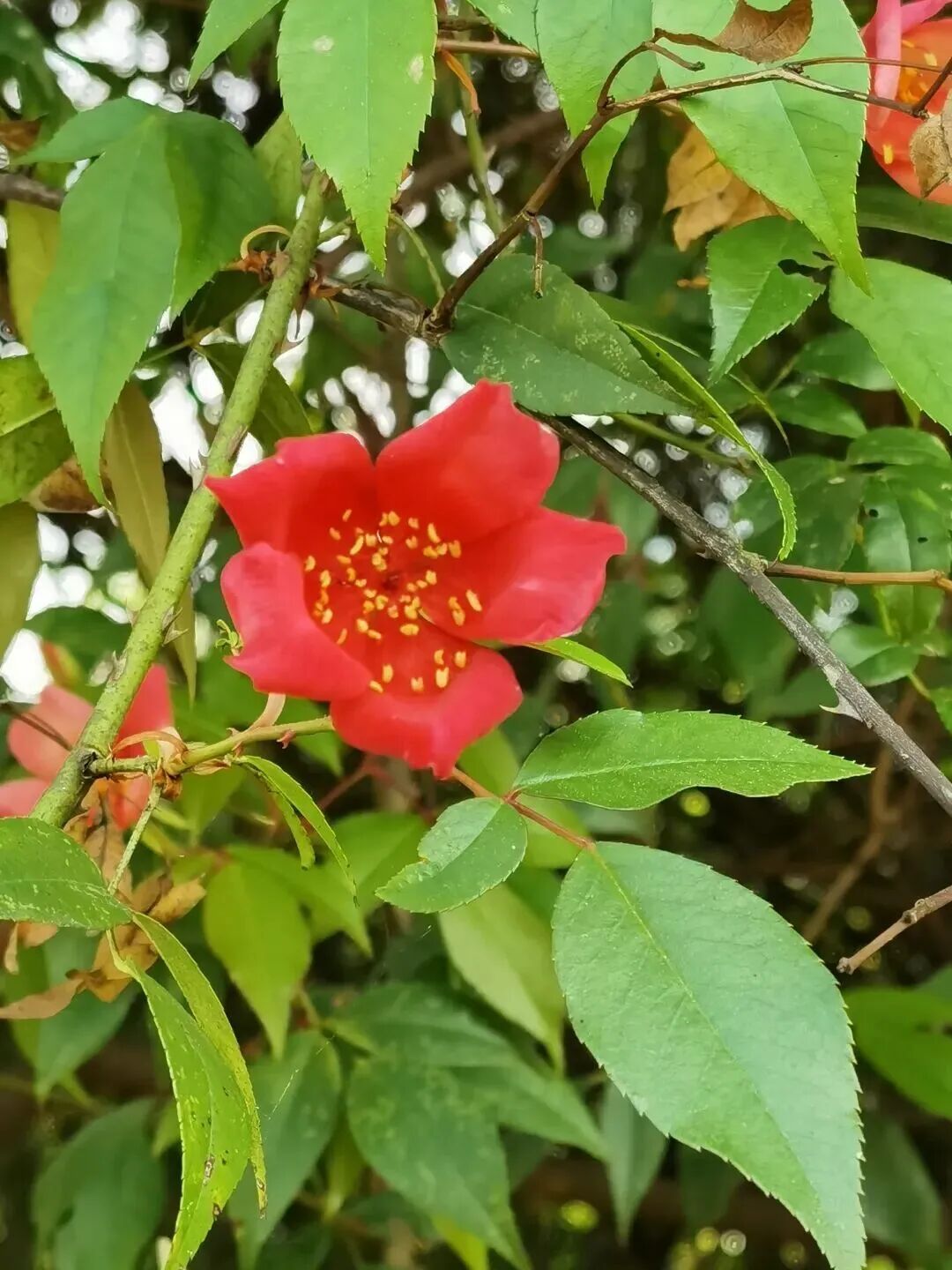 贵州发现濒危物种