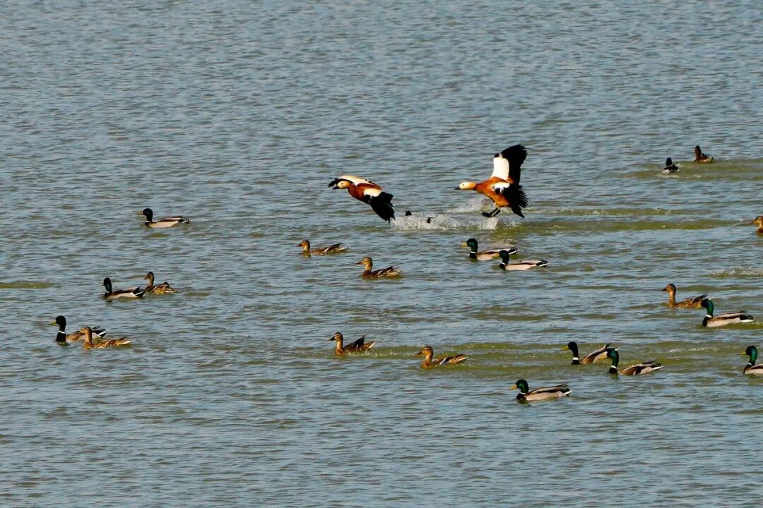 美翻了！哈密河湿地迎来“鸟类天团”