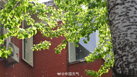 被杨柳絮支配的一天 被杨柳絮支配的一天