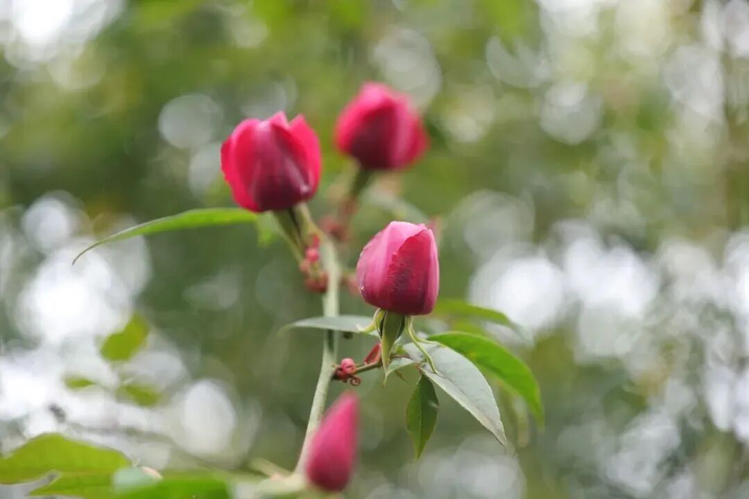 贵州发现濒危物种