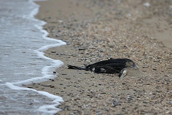 俄黑海沿岸现大量死亡鸟类 或与乌袭击船舶致石油污染有关 俄黑海沿岸现大量死亡鸟类 或与乌袭击船舶致石油污染有关