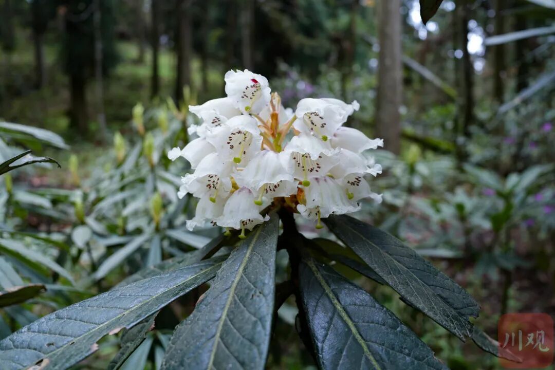 等了29年，首次开花，四川这两株花有多珍贵？