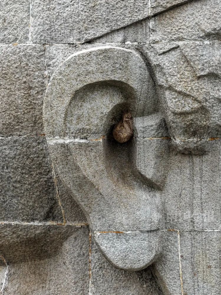 柳宗元雕像右耳内惊现马蜂窝，柳州消防来了个“高空采耳”