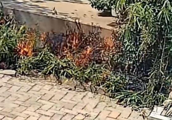 杨柳絮漫天飞，这些要注意！