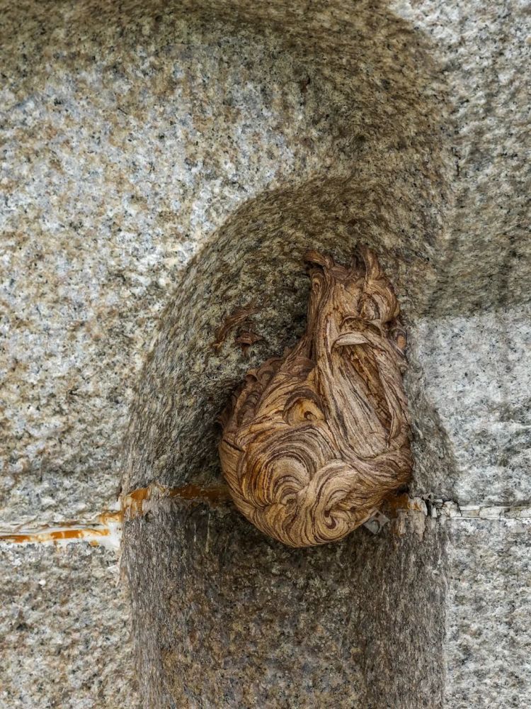 柳宗元雕像右耳内惊现马蜂窝，柳州消防来了个“高空采耳”