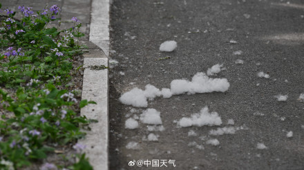 被杨柳絮支配的一天 被杨柳絮支配的一天