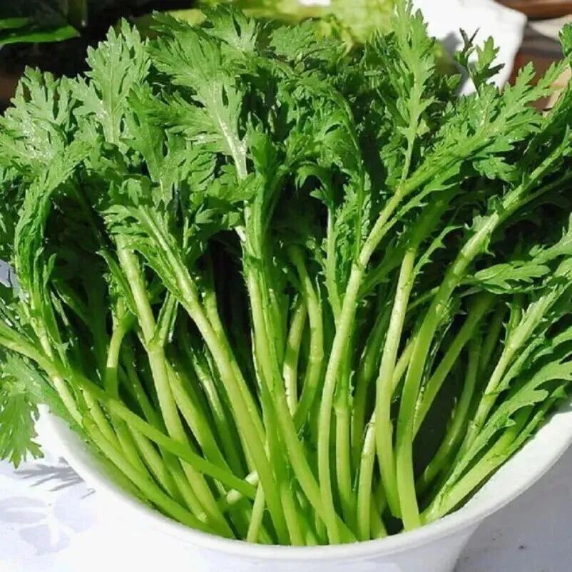 春日踏青，这些“野菜”千万别碰→