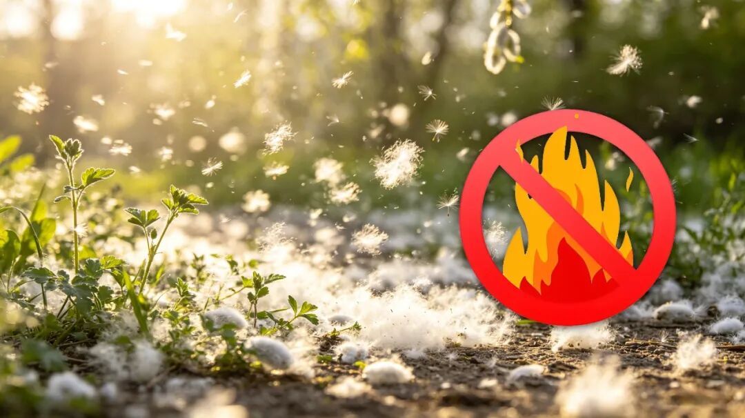 杨柳絮漫天飞，这些要注意！