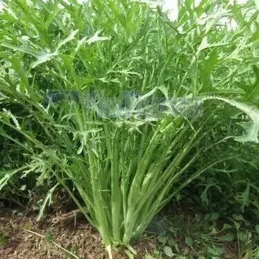 春日踏青，这些“野菜”千万别碰→