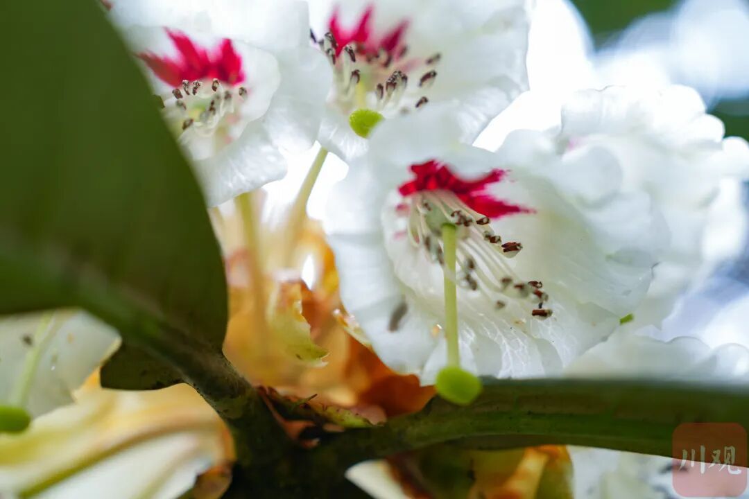 等了29年，首次开花，四川这两株花有多珍贵？